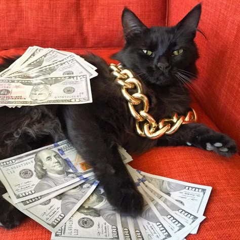 Rich Gangster Cats Flexing Their Wealth Money Cat, Cat Decor Diy, A Black Cat, Diy Funny, Animal Jokes, Beautiful Cats, 귀여운 동물, Animal Memes, Christmas Cats