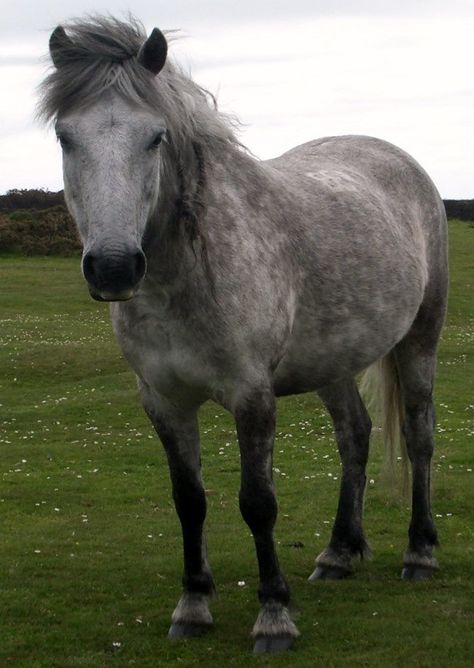 https://flic.kr/p/tBbfz8 | Dartmoor Pony Dartmoor Pony, Lord Of The Rings Online, Highland Pony, Grey Horses, Animals Horse, Pony Breeds, The Moors, Star Stable, Work With Animals