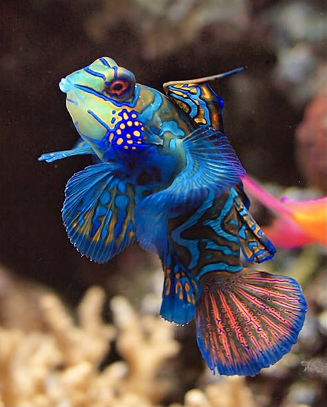 Beautiful Mandarin Dragonet (aka Mandarin Goby) fish. Mandarin Goby, Mandarin Fish, Pretty Fish, Fauna Marina, Deep Sea Creatures, Beautiful Sea Creatures, Water Animals, Marine Fish, Underwater Creatures