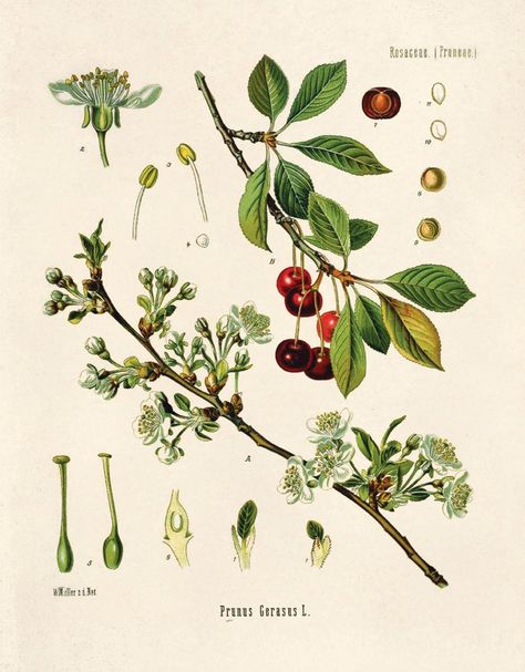 Vintage Botanical PrintFrom Köhler's Medizinal Pflanzen - Public domain images. (Medicinal Plants and their uses) This print is a reproduction of a vintage botanical educational plate. The pages have been scanned in, cropped, and retouched to ensure the highest quality reproduction possible.Th Cherry Plant, Illustration Botanique Vintage, Stained Paper, Botanical Illustration Vintage, Illustration Botanique, Vintage Botanical Prints, Scientific Illustration, Botanical Illustrations, Botanical Drawings