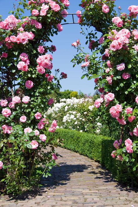 We don't know where this path will lead but with this entrance, we'll follow it anywhere. Arch Garden, Rose Garden Design, Garden Vines, Roses Garden, Garden Arches, Have Inspiration, Garden Pictures, Garden Tours, Climbing Roses