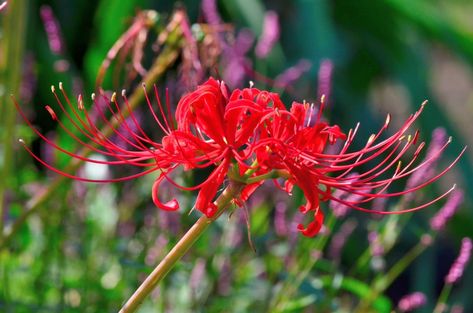 Giving flowers in Japan once had much more meaning than it does today. Discover the symbolism behind nine Japanese flowers. Red Japanese Flower, Mum Flower, Japanese Plants, Japan Flower, Red Spider Lily, Early Spring Flowers, Giving Flowers, Purple Wisteria, Sweet Pea Flowers