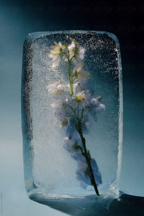 Ice Aesthetic, Ice Photography, Delphinium Flowers, Ice Block, Frosé, Ice Blocks, Fire And Ice, Blue Aesthetic, Still Life Photography