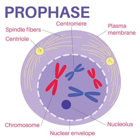 Phases Of Mitosis Drawing, Cell Analogy, Cell Biology Notes, Cells Biology, 6 Class, Cell Division, Biology Lessons, Science Notes, Biology Notes