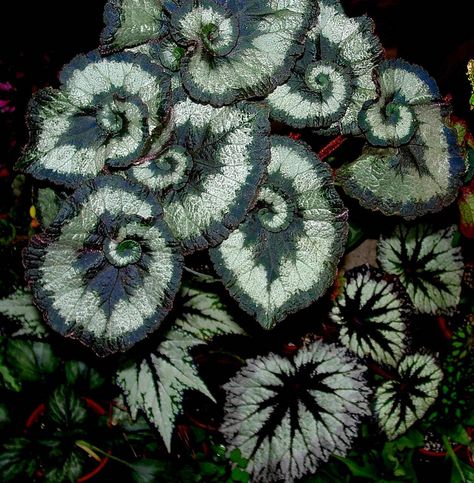 Escargot begonia                                                                                                               Escargot-Begonia             by        brcotte2007      on        Flickr Spirals In Nature, Virtual Flowers, Gothic Garden, Flower Watch, Outdoor Aesthetic, Pretty Plants, Plant Mom, Vertical Garden, Backyard Garden