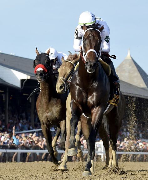 The Breeders, Racing Horse, Thoroughbred Horse Racing, Breeders Cup, Sport Of Kings, Thoroughbred Horse, Long Shot, Thoroughbred, Horse Racing