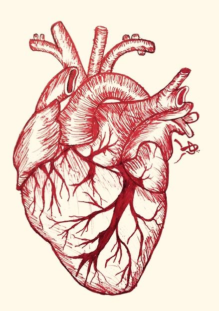 A Level Art Themes, Human Heart Art, Biology Drawing, Human Heart Drawing, Heart Organ, Anatomical Heart Art, Drawing Heart, Red Heart Tattoos, Anatomical Heart Tattoo