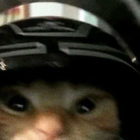 Cat Riding Motorcycle, Aesthetic Icon For Instagram, Biker Aesthetic Wallpaper, Biker Pfp, Motorcycle Pfp, Cat Motorcycle, Aesthetics Pics, Pic Aesthetic, Motorcycle Adventure