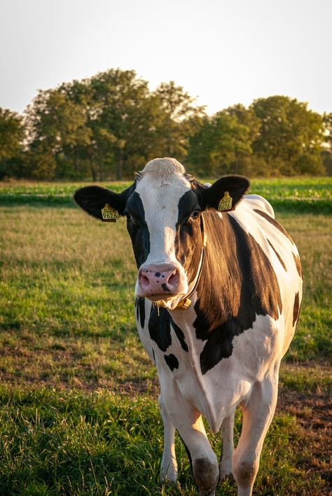 Suffolk Sheep, Pet Cows, Cow Photography, Cow Ears, Cow Photos, Holstein Cows, Cow Pictures, Cow Horns, Black Cow