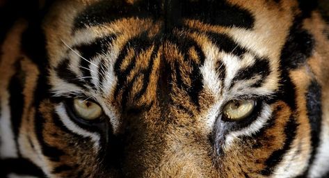 What Color Eyes Do Tigers Have? | Reference.com Tiger Photography, Micro Photography, Eye Images, Sumatran Tiger, Tiger Wallpaper, Tiger Illustration, Amber Eyes, Tiger Pictures, Wild Tiger