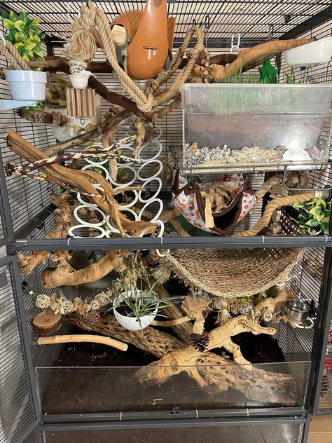 Bioactive Rat Enclosure, Natural Rat Cage Setup, Small Rat Cage Setup, Naturalistic Rat Cage, Bioactive Rat Cage, Rat Cage Set Up, Natural Rat Cage, Critter Nation Cage Ideas, Rat Cage Setup Ideas