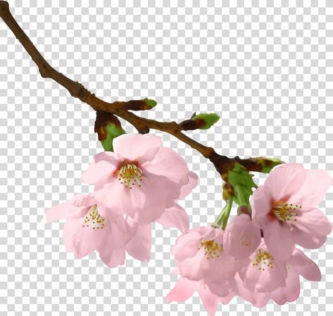 Cherry Blossom Clip Art, Cherry Blossom Png, Transparent Background Image, Cherry Blossom Flower, Branch Art, Blossom Branch, Cherry Blossom Branch, Clip Art Png, Kawaii Stuff