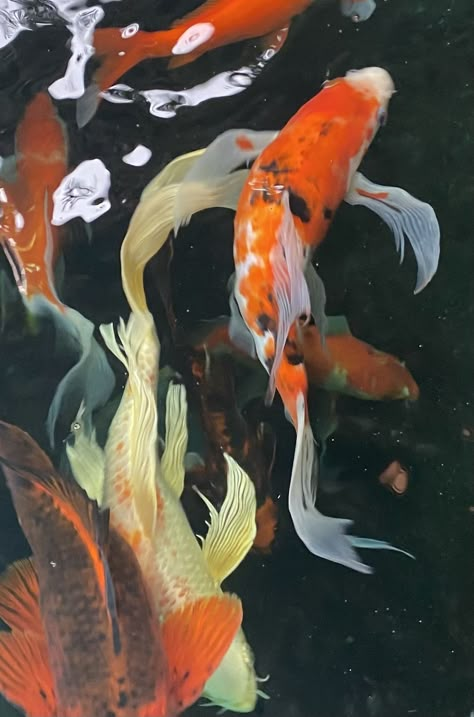 Fish Aesthetic Icon, Koi Fish And Lily Pads, Fish Aesthetic, Fish Photography, Koi Fishes, Coy Fish, Carp Fish, Pfp Profile, Koi Fish Pond