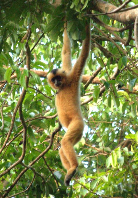 South East Asian Wildlife Exploration - Thailand, Cambodia, Laos and Vietnam - Royle Safaris - Mammal Watching Thailand Animals, Vietnam Laos Cambodia Itinerary, Vietnam Wildlife, Thailand Wildlife, Wat Phnom Cambodia, Vietnam Cave Worlds Largest, Slow Loris, South East Asian, Asian Countries