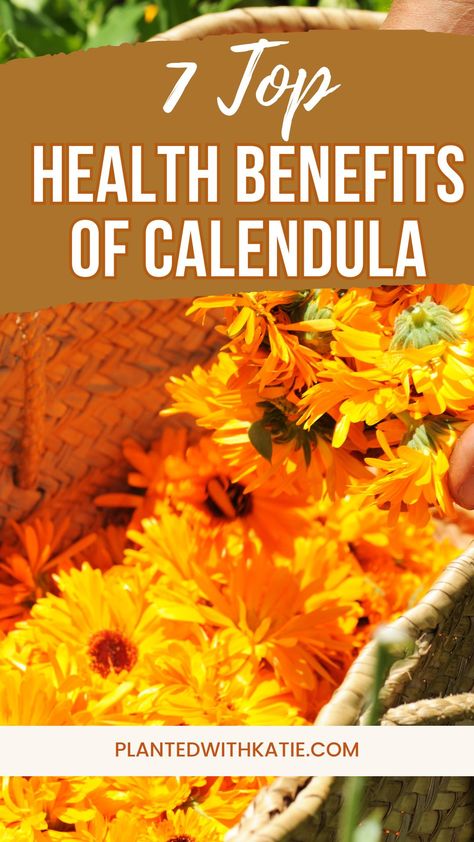 Today, we’re diving into the health benefits of Calendula, also known as pot marigold. It’s a powerful herb used in many natural remedies. #herbalhealing #calendula #herbs Calendula Oil Benefits, Benefits Of Calendula, Pot Marigold, Herbal Skincare, Calendula Benefits, Witch Stuff, Calendula Oil, Herbal Healing, Home Health Remedies