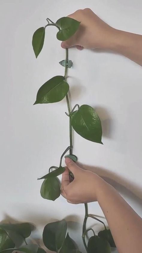 Plant Climbing Artifact Fixing Clip [Video] [Video] | Inside house plants, Plants, Inside plants Plants Inside House, Inside House Plants, Houseplants For Beginners, Plants House, Plant Accessories, Inside House, Plant Hacks, Inside Plants, Plant Decor Indoor