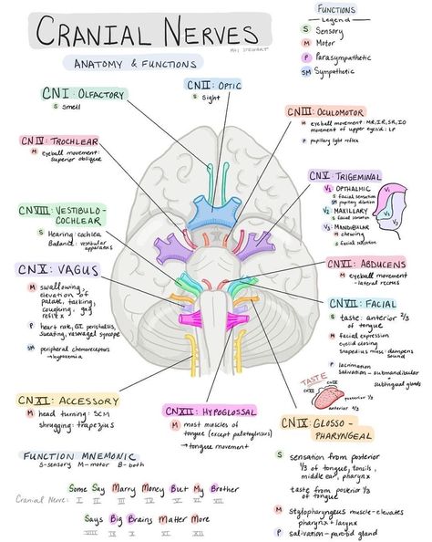 Cranial Nerves Nursing School Essential, Nursing School Motivation, Medicine Notes, Nurse Study Notes, Basic Anatomy And Physiology, Nursing Student Tips, Medical Student Study, Nursing School Survival, Cranial Nerves