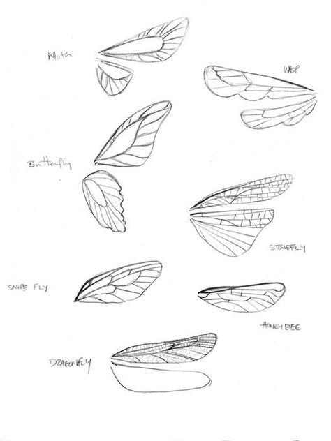 Some Drawings, Fairy Drawings, Wings Drawing, Pixie Hollow, Fairy Art, Character Design References, Sketchbook Art Inspiration, Butterfly Wings, Design Reference