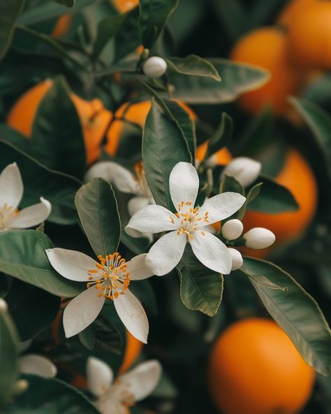 ORANGE 🍊 BLOSSOM 🌱 AKA Neroli Orange-Citrus spp. A valuable medicinal herb, the orange originated in China, and by the Middle Ages was a favorite with Arabian physicians. In the 16th century, an Italian princess named Anna-Marie de Nerola reputedly discovered an oil extracted from the flowers, which she used to scent her gloves; today Neroli oil, as it became known, is prohibitively expensive. The Chinese remain the greatest enthusiasts of medicinal oranges: the bitter Seville orange (C. Au... Neroli Aesthetic, Orange Garden Flowers, Flower Tree Aesthetic, Orange Tree Flower, Orange Fruit Flower, Orange Blossom Aesthetic, Orange Flowers Aesthetic, Citrus Aesthetic, Citrus Flowers