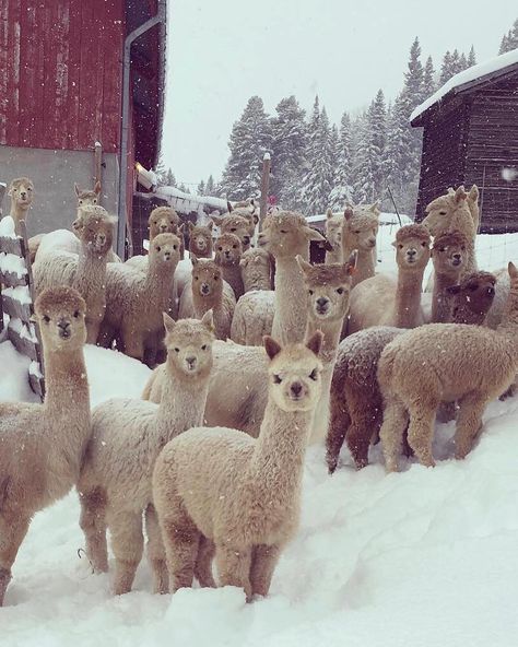 Textile Animals, Lama Animal, Would You, Alpaca Farm, Cute Alpaca, Llama Alpaca, Pretty Animals, Cute Animal Pictures, Fluffy Animals