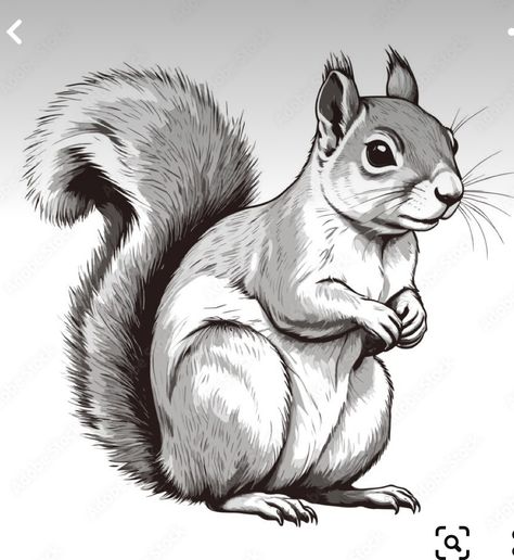 Drawings Of Squirrels, Grafiti Alfabet, Squirrels Illustration, Squirrel Drawings, Squirrel Illustrations, Squirrel Vector, Squirrel Drawing, Collar Tattoo, Squirrel Tattoo