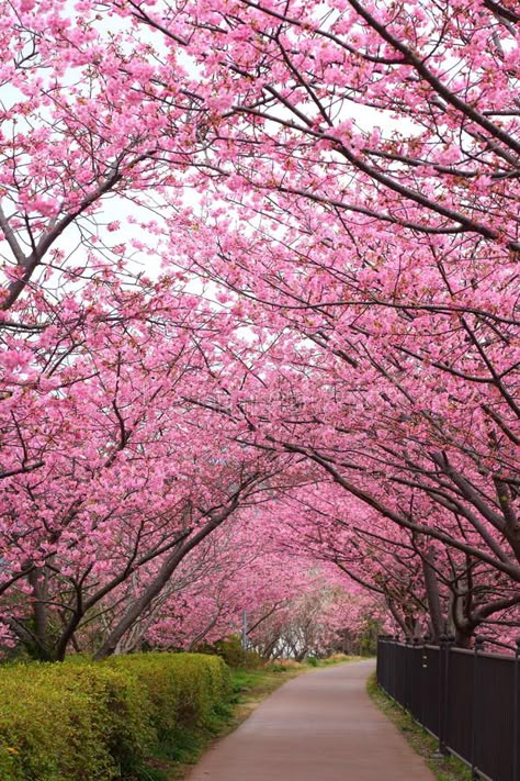 Wallpaper Edgy, Pink Blossom Tree, Japan Cherry Blossom, Cherry Blossom Japan, Wallpaper Homescreen, Wallpaper Retro, Stanley Park, Sakura Tree, Pink Trees