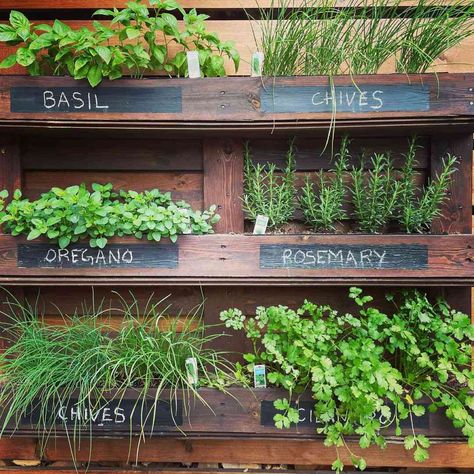 17 Hanging Herb Garden Ideas That Really Save Space Japanese Herb Garden, Outdoor Herb Wall Vertical Gardens, Herb Fence Garden, Hanging Herb Planter, Outdoor Kitchen With Herb Garden, Shelf Garden Outdoor, Trellis Herb Garden, Floating Herb Garden, Outdoor Fence Shelves