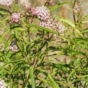 Narrow leaf milkweed - Inland Valley Garden Planner Milkweed Flower, Native Grasses, Flowering Perennials, Butterfly Habitat, Habitat Garden, Plant Signs, Waterwise Garden, California Native Plants, Butterfly Plants