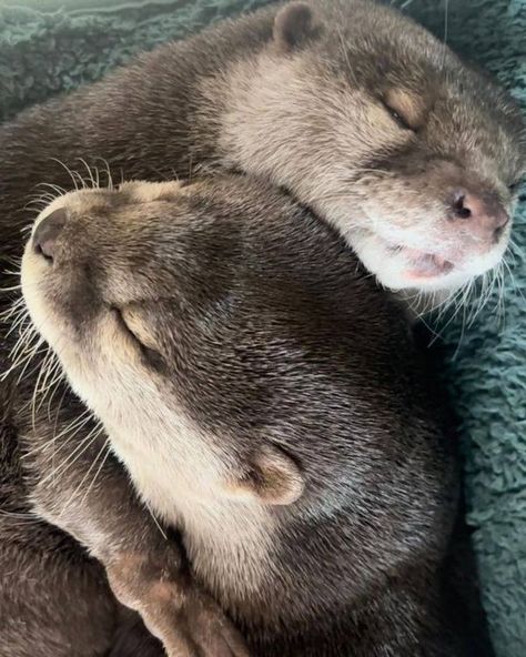 Two Animals In Love, Otters Cuddling, Otters In Love, Otters Hugging, Animal Couple, Otters Cute, Otter Love, Baby Otters, River Otter