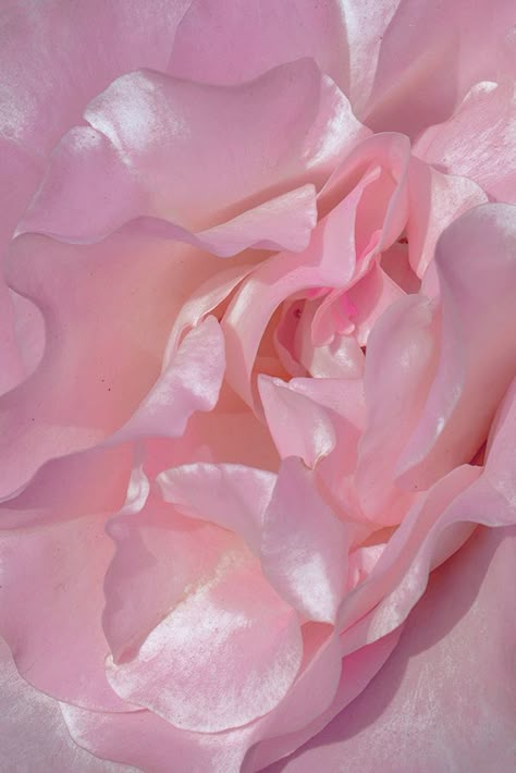 Xuebing Du, Novo Post, Baby Pink Aesthetic, Pastel Pink Aesthetic, No Rain, Soothing Colors, Maleficent, Smooth Texture, Rose Petals