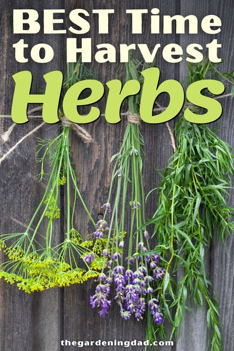 Do you struggle to find the best time to harvest your herbs? The Gardening Dad will give you the tips and tricks on the best time to harvest your herbs. #thegardeningdad #herbs #Garden Harvest Herbs, Herb Growing, Harvest Vegetables, Herbs Garden, Harvesting Herbs, Herb Gardening, Herbs And Flowers, Backyard Gardening, Herb Seasoning