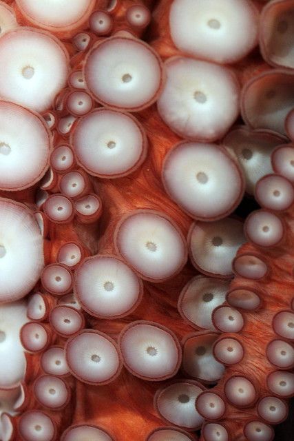 Giant Octopus, Foto Macro, Octopus Tentacles, Octopus Art, Texture Inspiration, A Level Art, Organic Form, Natural Forms, Patterns In Nature