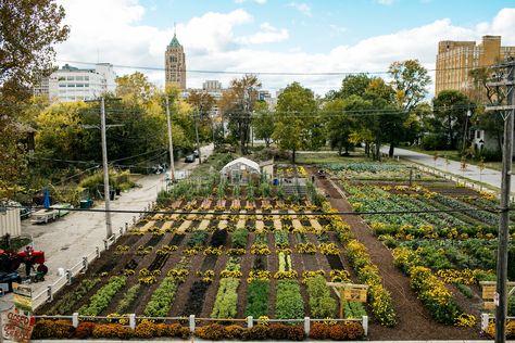 This week, the Michigan Urban Farming Initiative (MUFI) revealed its plans for the first Sustainable Urban Agrihood in the North End. Urban Farming Architecture, Greenhouse Farming, Lots Of Plants, Urban Agriculture, Sustainable Agriculture, Farm Design, Sustainable Farming, Green City, Community Gardening