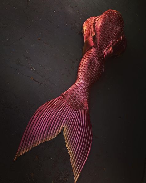 Red Mermaid Aesthetic, Siren Mermaid Tail, Red Mermaid Tail, Black Mermaid Tail, Mermaid Tail Designs, Mermaids Aesthetic, Mermaid Tail Ideas, Monster Ocs, Siren Tail