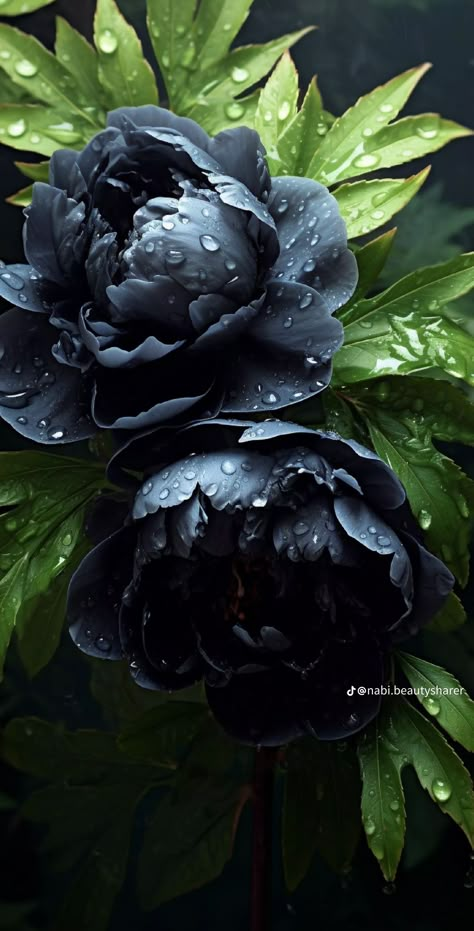 Black Peony Poppy, Dark Peonies, Deadly Flowers, Flowers For Garden, Gothic Flowers, Love Rose Flower, Black Peony, Deep Winter Colors, Goth Garden