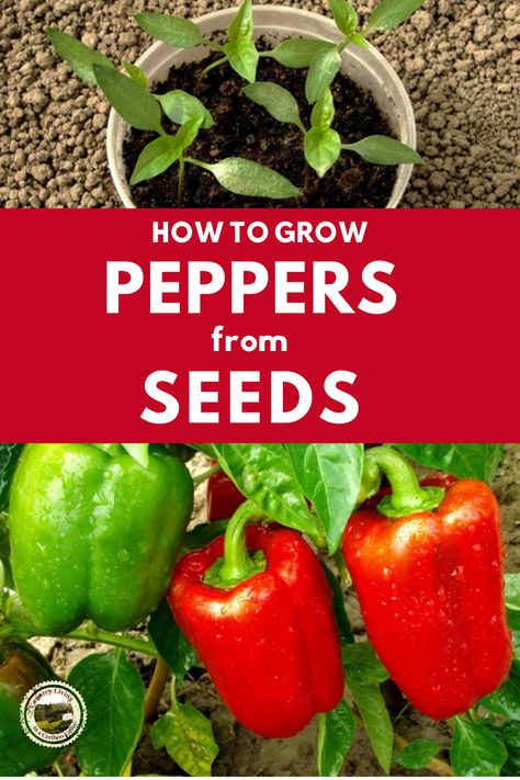 Grow Peppers From Seeds, Grow Peppers, Spring Vegetable Garden, Growing Bell Peppers, Growing Peppers, Small Vegetable Gardens, Astuces Diy, Gardening Vegetables, Pepper Plants