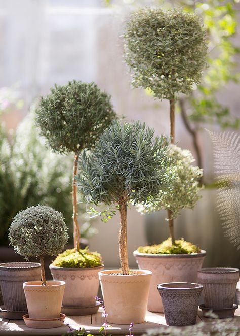 Olivier En Pot, Topiary Plants, Topiary Garden, Classic Garden, Garden Pottery, Mediterranean Garden, Garden Containers, Potted Trees, Front Yard Garden