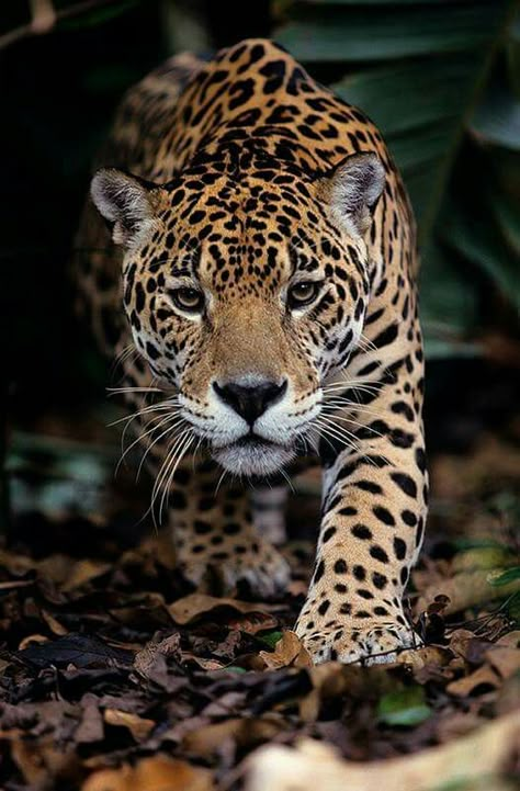 Jaguar Animal, Regnul Animal, Cheetahs, Large Cats, Weird Animals, Tarzan, Leopards, Animal Wallpaper, Animal Planet