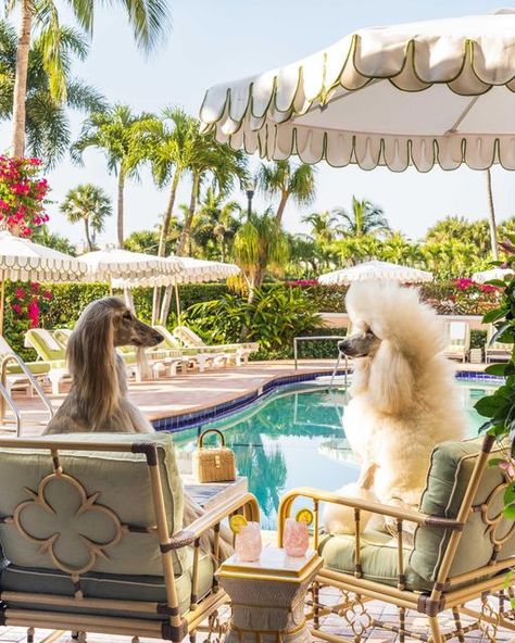 Gray Malin on Instagram: "Excited to introduce Dogs of Palm Beach 🐩🌴 Transport yourself to a luxurious getaway @thecolonypalmbeach where posh pups enjoy a 5-star vacation on the extravagant island of Palm Beach — view the full collection at graymalin.com" Luxury Pet Hotel, Dog Vacation, 2024 Illustration, Patio Paradise, Dog Luxury, Colony Hotel, Aesthetic Covers, Poolside Glamour, Dj Club