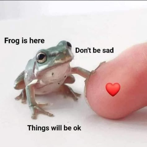 ❤️ everything will be ok | /r/wholesomememes | Wholesome Memes | Know Your Meme Frog Pictures, Funny Frogs, Funny Animal Jokes, A Frog, Cute Frogs, Wholesome Memes, Cute Memes, Reaction Memes, Little Animals