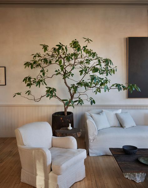 Indoor Plant Stands, Beautiful Indoor Plants, Loft Style Apartment, Tree Interior, Colin King, Daybed Design, Soho Loft, Indoor Tree, Calming Spaces