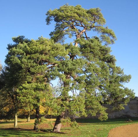 Scots Pine - Tree Guide UK - Scots Pine tree identification Arctic Tundra, Tree Identification, Scotland Uk, British Garden, Scotland Castles, Old Trees, Pine Tree, Scottish Highlands, Crete