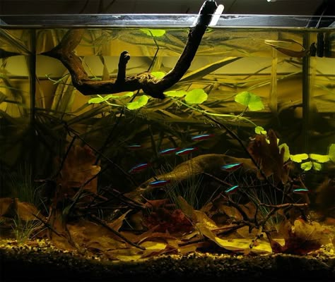 Blackwater Aquarium, Aquascape Ideas, Biotope Aquarium, Aquarium Inspiration, Fish Room, Fishing Room, Aquarium Setup, Aquarium Landscape, Betta Tank