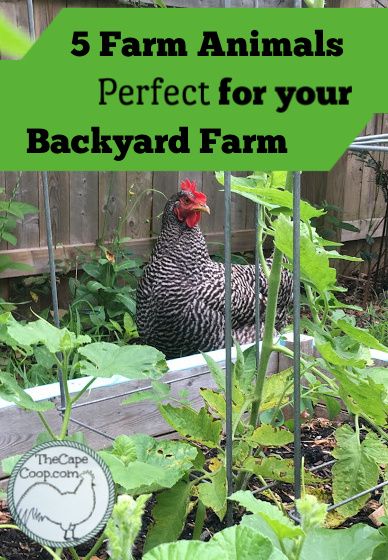 Backyard Homestead, Backyard Animals, Micro Farm, Homestead Animals, Raising Farm Animals, Hobby Farming, Backyard Farm, Backyard Poultry, Homestead Farm