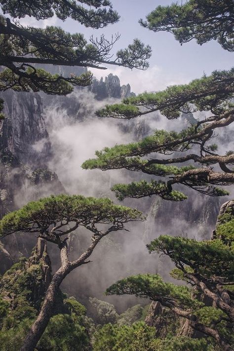 Like a shy veiled beauty the pines covered the magnificent view of the mountains by gunlekseng on 500px... #China #Cliff #Clouds #Landscape #Mist #Morning #Mountains #Nature #Trees Veiled Beauty, 숲 사진, Pinus Sylvestris, Magic Places, Tree Artwork, The Pines, Chinese Landscape, Ancient Tree, Nature Tree