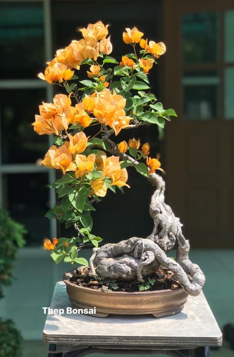 Flamboyant Bonsai, Bougainvillea Planting Ideas, Wisteria Bonsai, Bougainvillea Bonsai, Bonsai Fruit Tree, Flowering Bonsai Tree, Bonsai Forest, Bonsai Tree Types, Bonsai Care