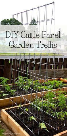 Here's a great way to make your own trellis. This trellis is a great way to extend your gardening space. Grow your vegetables vertically. This trellis is easy to make and folds for easy winter storage. #garden #DIY #trellis Cattle Panel Garden, Bean Trellis, Cucumber Trellis, Raised Vegetable Gardens, Diy Garden Trellis, Vertical Vegetable Garden, Garden Vines, Vertical Gardens, Garden Area