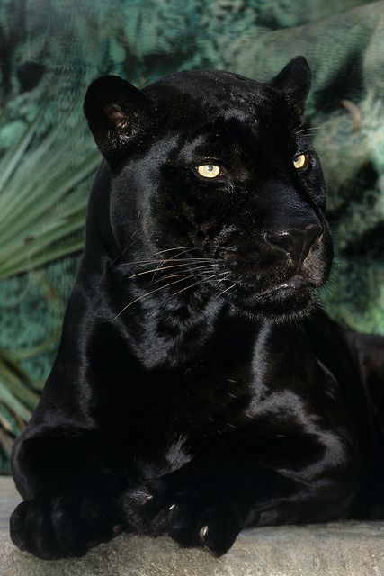 With great sadness we report that Orson, the beloved black jaguar, passed away today. He was euthanized after staff recognized that his increasingly geriatric condition was affecting his quality of life. Orson was almost 22 years old--a very advanced age for his species--and was a well-known resident of the Zoo. Please take a moment to offer condolences to Zoo staff who will be feeling this loss. RIP big guy, we'll miss you dearly. :'( Black Panthers, Big Cat, Leopards, Amazing Animals, Wild Life, Beautiful Animals, Black Cats, Beautiful Cats, Black Panther