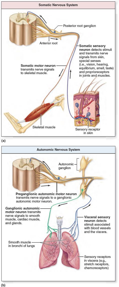 Comparison of Somatic and Autonomic Nervous Systems. The nervous system is functionally organized into the (a) somatic nervous system, which involves processes that we consciously perceive and control, and the (b) autonomic nervous system, which involves processes that occur below the conscious level. Nervous System Projects, Somatic Nervous System, Tissue Biology, Human Biology, Presentation Pictures, Peripheral Nervous System, Nclex Study, Nerve Fiber, Motor Neuron