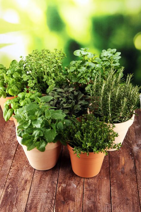 10 Easy-to-Grow Herbs - Natalie Linda Growing Herbs Outdoors, Easy Herbs To Grow, Herb Growing, Indoor Herbs, Herb Garden Pots, Tattoo Plant, Herbs To Grow, Rosemary Plant, Gardening Herbs